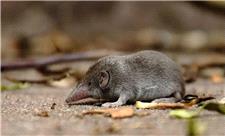 تأیید رسمی انقراض یک گونه؛ تنها حشره‌خوار استرالیا دیگر وجود ندارد