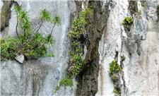 کشف دیرهنگام گیاهی گوشت‌خوار در فیلیپین که با کمتر از 50 نمونه در لبه انقراض است