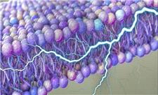 کشف یک منبع پنهان انرژی در سلول‌های انسان