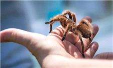 همه عنکبوت‌ها ترسناک نیستند؛ این تارانتولای صورتی به حیوان خانگی محبوبی تبدیل شده است