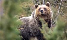 شرط تکامل برای بقای خرس‌های کمیاب ایتالیا: اگر می‌خواهی زنده بمانی پرخاشگر نباش