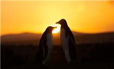 تنها یک ماه تا خورشیدگرفتگی «حلقه آتش»