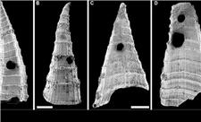 راز سوراخ‌ فسیل‌های 500 میلیون‌ ساله چیست؟