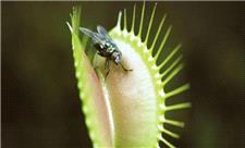 چرا برخی از گیاهان گوشت می‌خورند؟