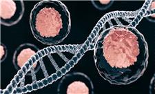 کشفی جدید که می‌تواند به مبارزه با سرطان‌های روده و کبد کمک کند