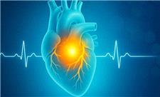 کشف شگفت انگیز جدید: بازسازی عضلات قلب پس از حمله قلبی