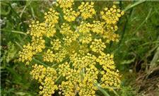 طراحی و ساخت فیتوزوم حاوی اسانس رازیانه و ارزیابی آن در کاهش شدت درد مبتلایان به دیسمنوره