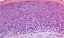 طراحی پوست مصنوعی که رنگ و بافت خود را در مقیاس نانو تغییر می‌دهد