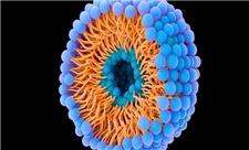 کمک حباب‌ها به سرطان برای حمله و توقف!