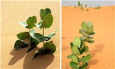 چین در صحرا لاستیک می‌کارد!