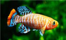 ماهی کوتاه‌عمری که ناجی کلیه انسان‌ها می‌شود