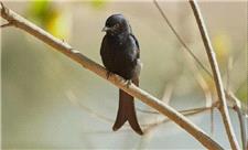 این پرنده به حیوانات دیگر دروغ می‌گوید!