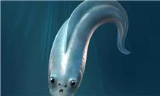 اجداد مهره‌دار ما احتمالاً چهار چشم داشتند