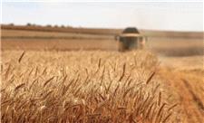 راهکاری پنهان در کشاورزی در مقابله با تغییرات اقلیمی