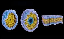 زیردریایی‌های پروتئینی علیه سرطان؛ دارورسانی هوشمند بدون عوارض گسترده