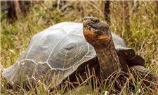 لاک‌پشت غول‌پیکر فلوریانا پس از 200 سال به زیستگاه اصلی خود بازگشت