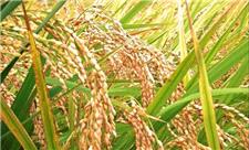 راه‌هایی برای کاهش آلودگی برنج به آرسنیک