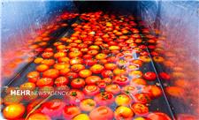 تولید نخستین گوجه‌فرنگی آروماتیک جهان با فناوری کریسپر