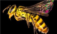 چند گونه زنبور در جهان وجود دارد؟