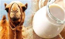 سلامت کبد با پروبیوتیک‌های «شیر شتر»