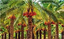 آیا گوگرد معدنی، واقعا خاک نخلستان را احیا می‌کند؟