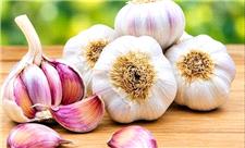 از خواص ضدمیکروبی تا حفاظت از قلب؛ علم درباره سیر چه می‌گوید؟