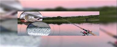 این فناوری جدید، ماهی آزاد را از ماهی پرورشی تشخیص می‌دهد