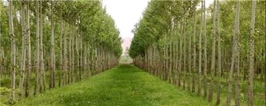 چرا روستاییان به زراعت چوب روی خوش نشان نمی‌دهند؟