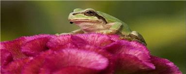 کشف دانشمندان ژاپنی: باکتری روده قورباغه سلول‌های سرطانی را نابود می‌کند