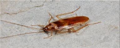 سوسک چطور بدون سر زنده می‌ماند؟