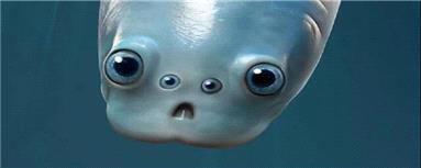 نیاکان همه جانوران جهان 2 جفت چشم داشتند!