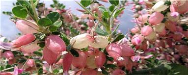 بررسی خاصیت آنتی‌اکسیدانی گیاه انزروت