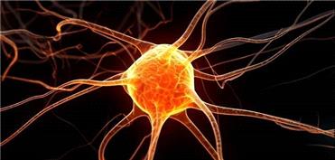 نقش شگفت‌انگیز سلول‌های ایمنی در شکل‌گیری اضطراب