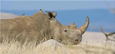 وقتی دشمن فرشته نجات می‌شود؛ چرا کرگدن‌ها به پرندگان خون‌خوار سواری می‌دهند؟