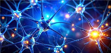 کشف یک زبان پنهان در مغز