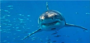 شمارش معکوس برای انقراض کوسه سفید بزرگ در مدیترانه آغاز شده است