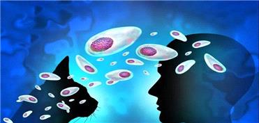 معمای دیرینه درمان توکسوپلاسما حل شد