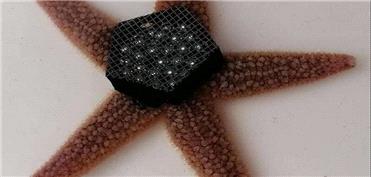 حرکت با صدها پا و بدون مغز؛ معمایی که رباتیک را متحول می‌کند