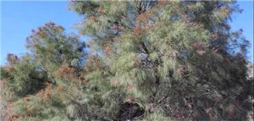 درختچه‌ای شورپسند برای بهبود کیفیت خاک مناطق بیابانی