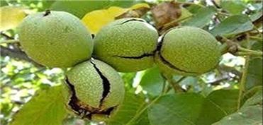 وضعیت فلزات سنگین در گردوی معروف!