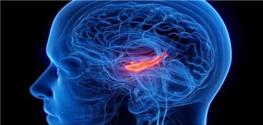 کوچک شدن مرکز حافظه مغز در افراد افسرده