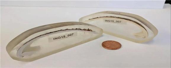 قدیمی‌ترین جانور منفرد دنیا 507 سال عمر کرده بود؛ تا آنکه پژوهشگران به اشتباه آن را کشتند