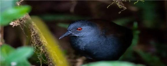 رستاخیز طبیعت: پرندگان گمشده پس از 200 سال به گالاپاگوس بازگشته‌اند