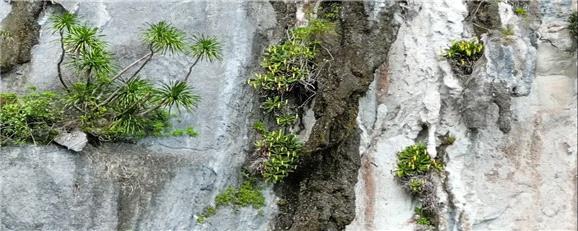 کشف دیرهنگام گیاهی گوشت‌خوار در فیلیپین که با کمتر از 50 نمونه در لبه انقراض است