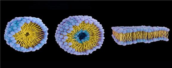 زیردریایی‌های پروتئینی علیه سرطان؛ دارورسانی هوشمند بدون عوارض گسترده