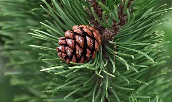 دنیایی در ابعاد کوچکتر