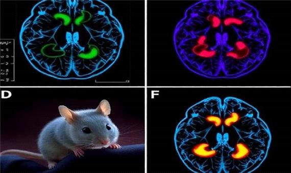 راه رفتن دوباره موش‌ها پس از سکته با سلول‌های مغزی آزمایشگاهی