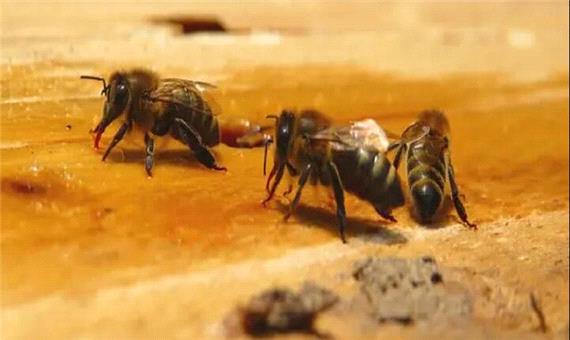زنبورها با رقص به یکدیگر آدرس می‌دهند!