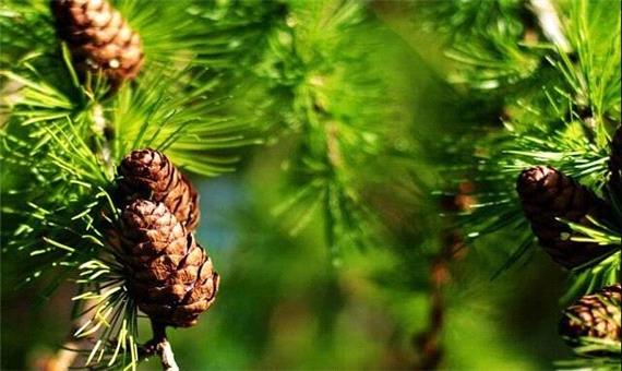 استفاده از برگ کاج به عنوان ردیاب زیستی