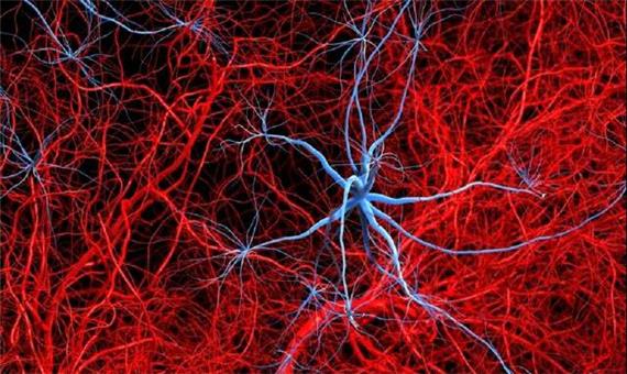 آلزایمر با تخریب عصب‌ها در بافت چربی، فراتر از مغز اثر می‌گذارد